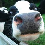 Dairy Cow the Powerful Impact of LED's