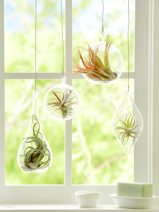 air plants