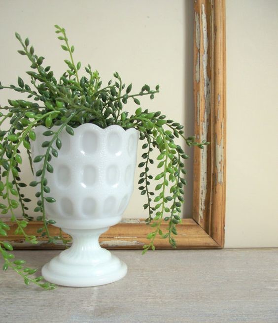 houseplant house plant in milk glass