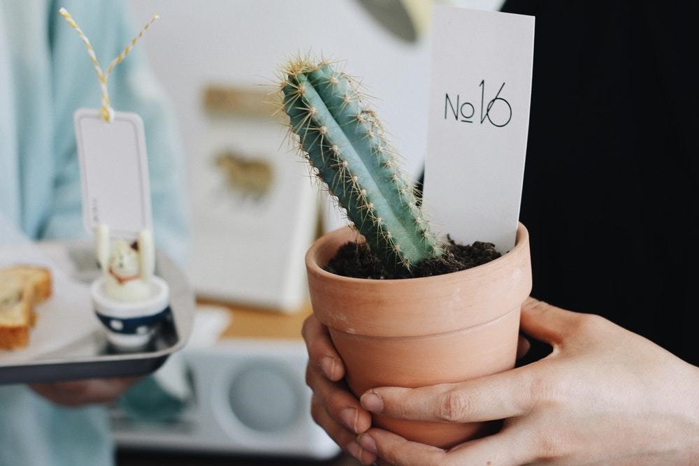 person holding a mini cactus