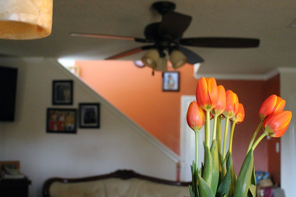 orange tulips against orange wall in background