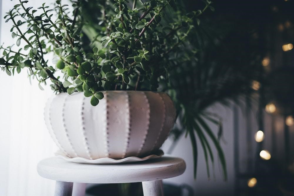 potted plant with string lights in a blurred background