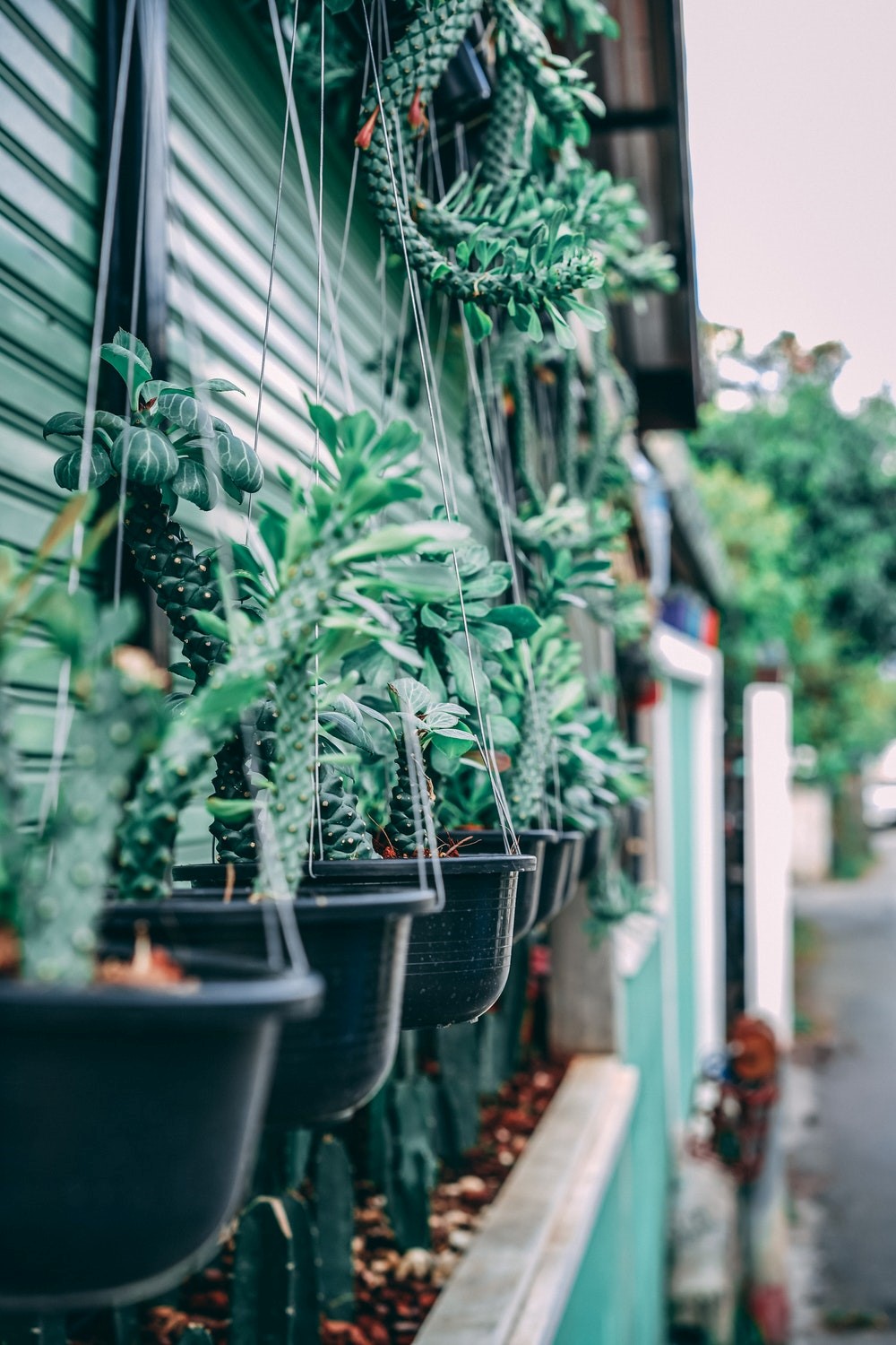 potted hanging plant