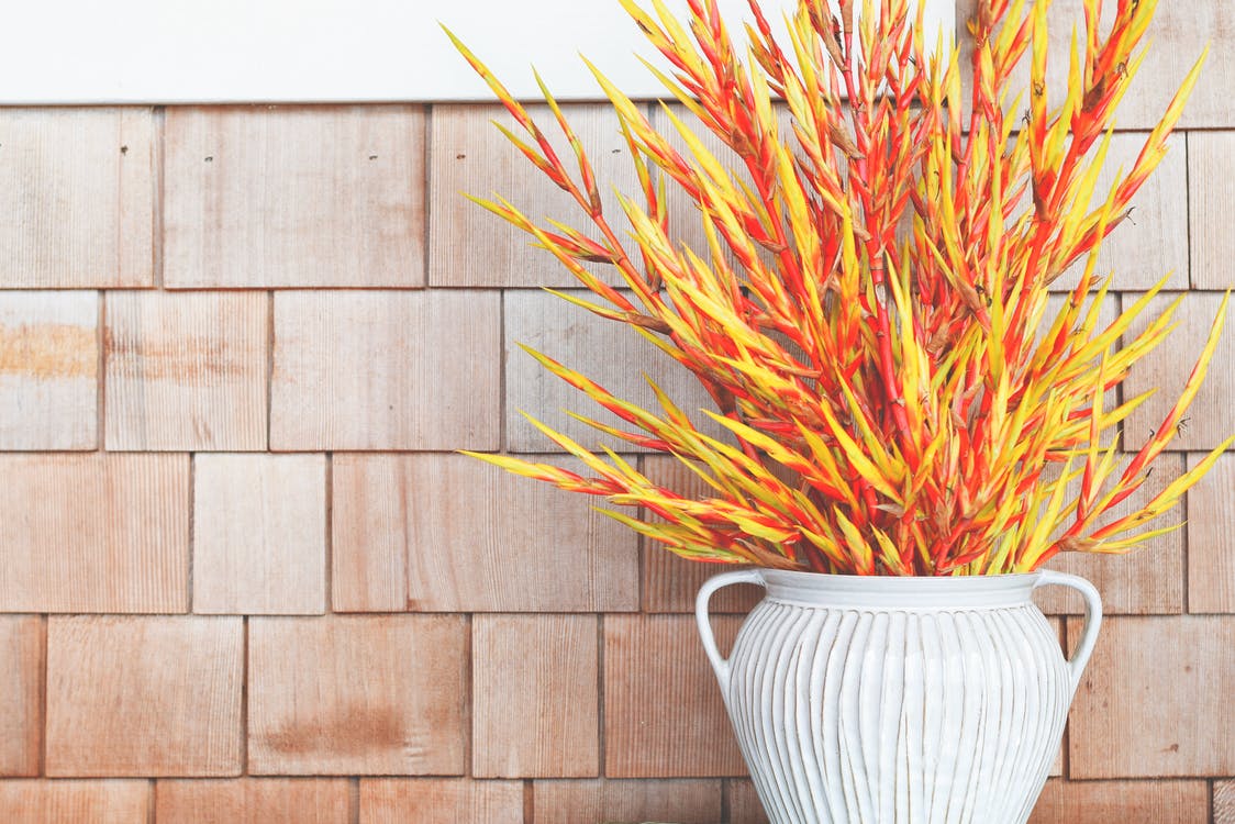 red and yellow plant in white vase