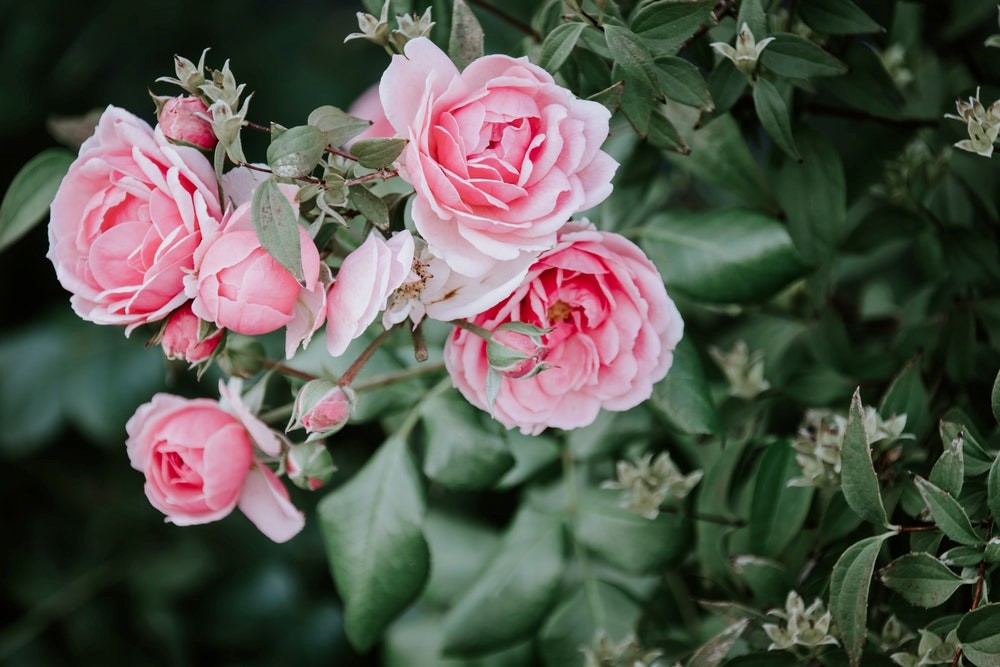 rose garden roses