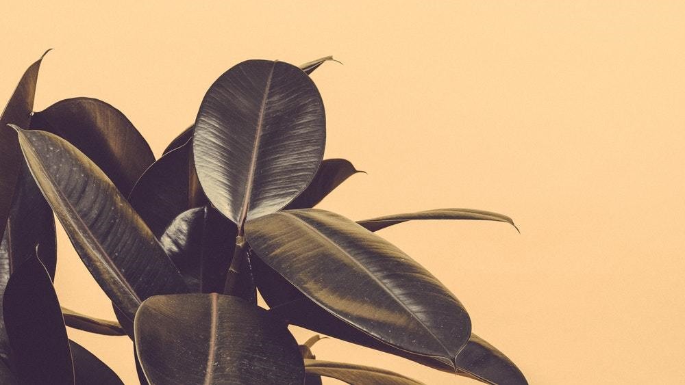 rubber green tree against yellow background