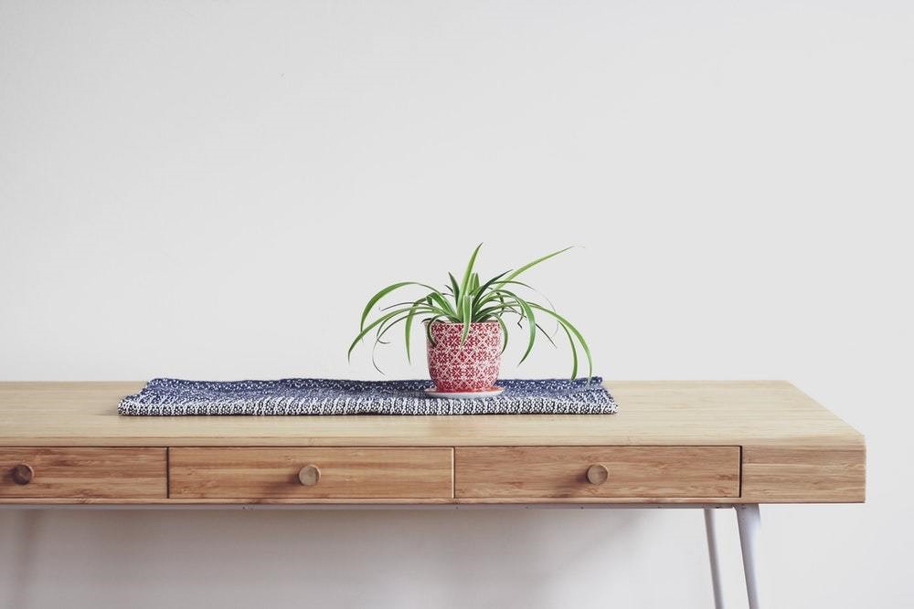 spider plant on a table