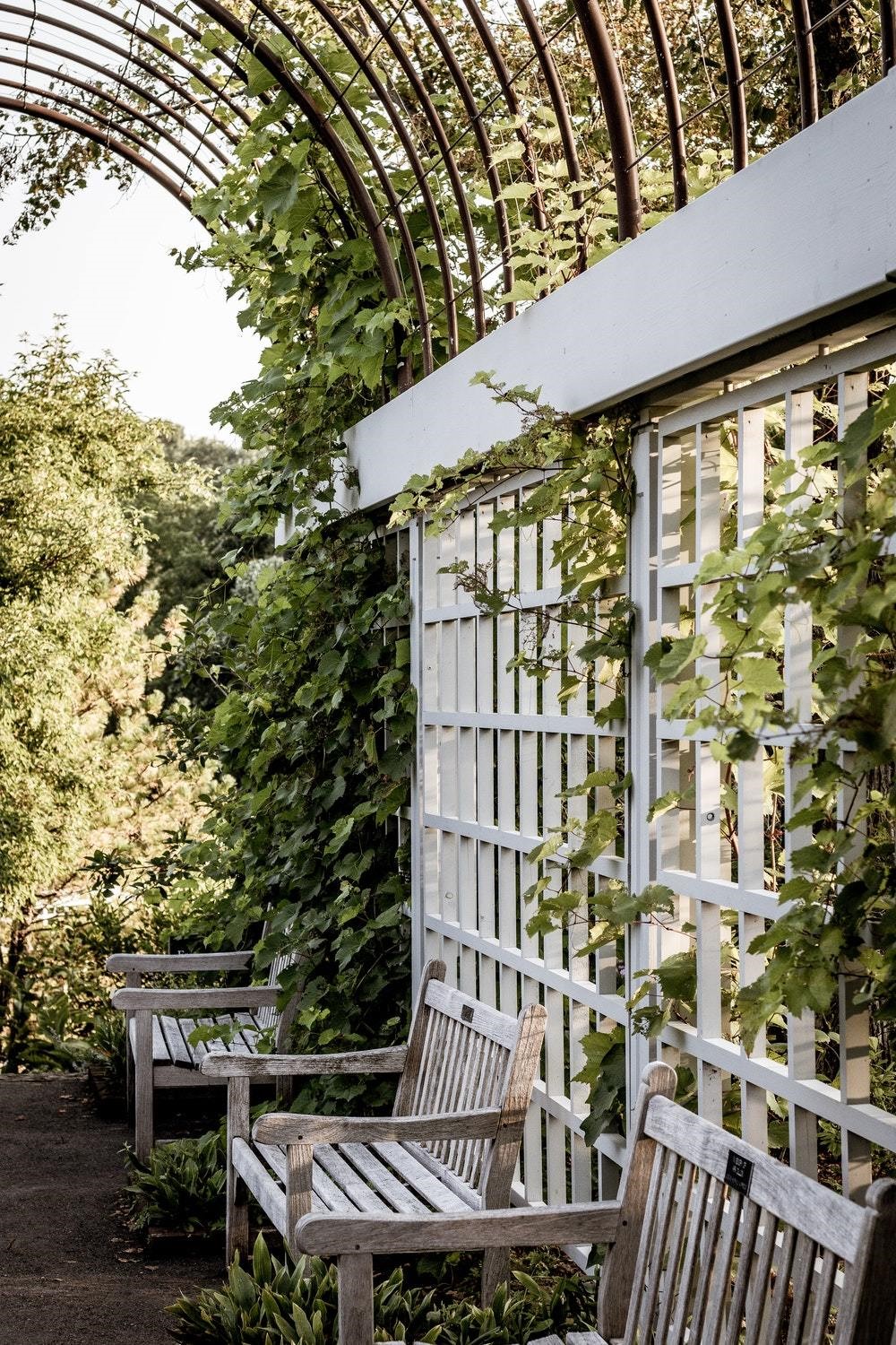 vine plants and benches